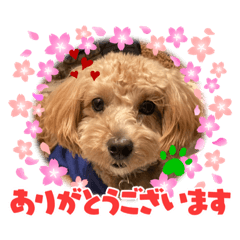 PUPPY_20210815161714