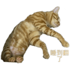 小橘貓的慵懶時光