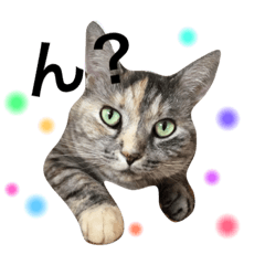 my nyan-nyan