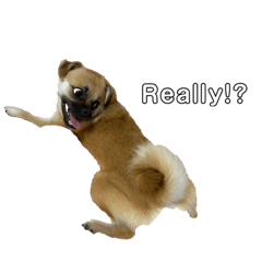 Qoo sticker 4