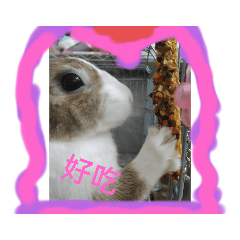 可愛的small rabbit