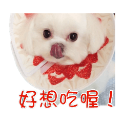 愛瞪人的球哥