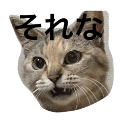 YUKIKOneko