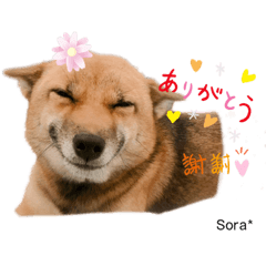 _lovelySORA_2