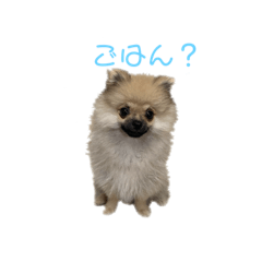 Pomeranian stamp named amber