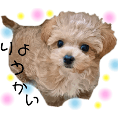 favorite dog uru_20210816095544