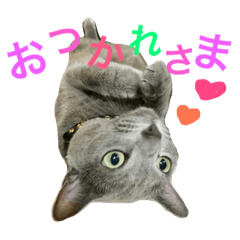 Sheria&Leon cat photo sticker