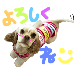 アメリカンコッカーのミラ