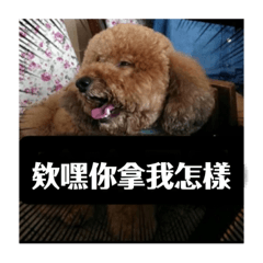 肉呆總裁小生活