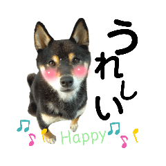 Japanese dog Kuroshiba's daily life 6