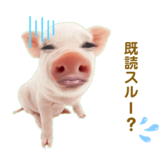 Pig_20210816194612