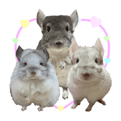 chinchilla Threebrothers