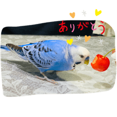 日常で使える鳥のスタンプ