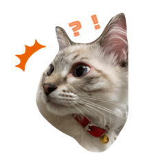 hikari_20210811220124