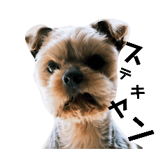 Jack kokoroyasurakani