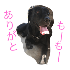 So funny black dog stamps