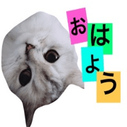 persian cat OMOCHI