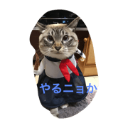 Sweet cat Aochan