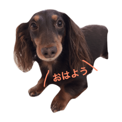dog stamp/chiroru