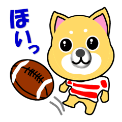 A shiba inu which plays rugby football