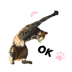 cat sticker (tabby)