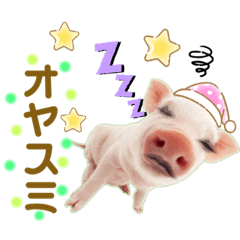 Pig_20210817160543