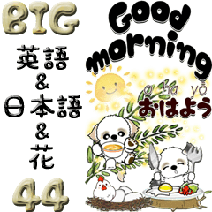 【Big】シーズー44『英語＆日本語』＆花