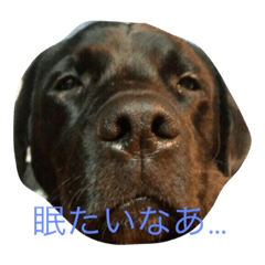 arashi#
