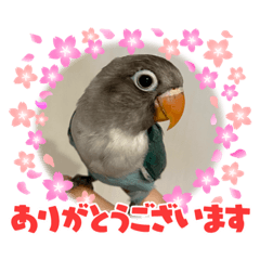 Lovebird Botanchan