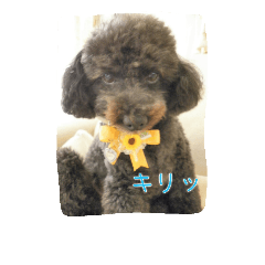 Toy poodle`s LALO