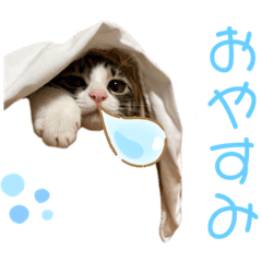 So cute cats -Udon & Osoba-