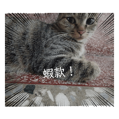 喵的勒！！