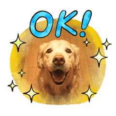 Animal army of my home