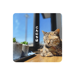 RINGO_20210818132806