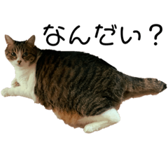 ぽちょ猫ず