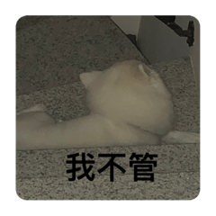 小白快樂生活