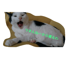 Poisonous tongue cat.