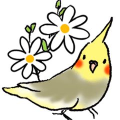 Cockatiel Sticker*simple for adults