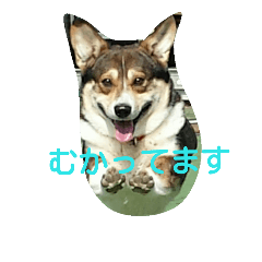 corg's cookie and nakama