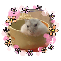 倉鼠萌萌達貼圖