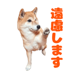 Shiba Inu komachi Sticker