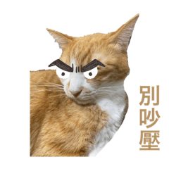 嘎逼cat