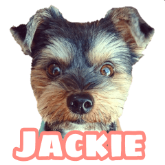 awesome puppy Jackie