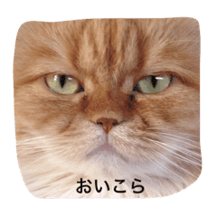 Ilovecat Oan Line Stickers Line Store