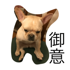 Hana is lucky dog