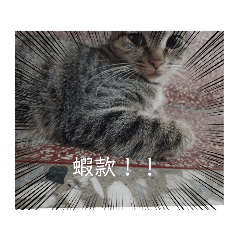 喵的勒2.0
