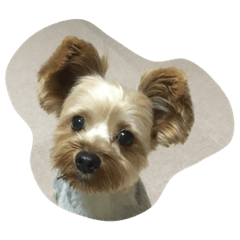 Yorkie Ryoma