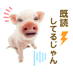 Pig_20210818201152