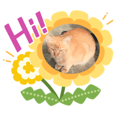 Very Fat Cute Cat