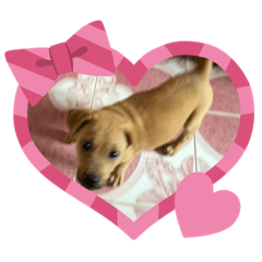 The Very Cute Puppy